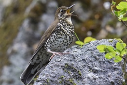 Bird’s Unusual Song Leads Scientists to Discover New Species